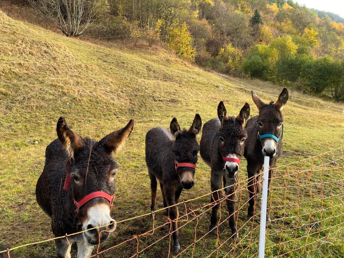 Baita Valtellina. Relax Nel Cuore Delle Alpi 格罗西奥 外观 照片